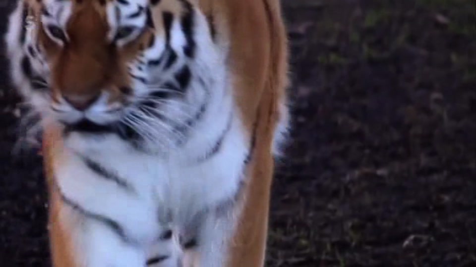 Still from Channel 5 at 20:00