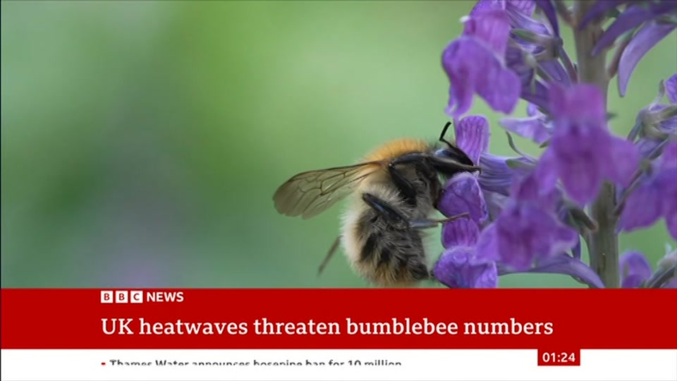 Still from BBC NEWS at 24:00